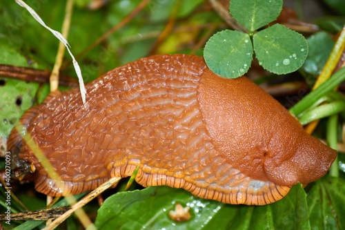 Large red slug (Arion rufus) in the grass
