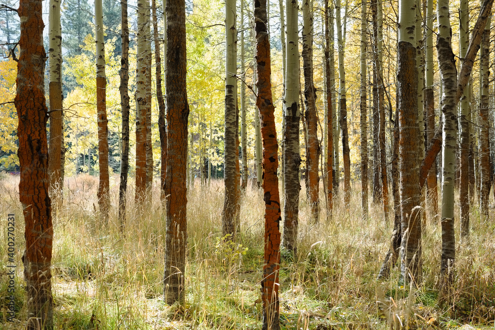 USA, California, Lake Tahoe, Forest during autumn USA, California, Lake Tahoe, Forest during autumn