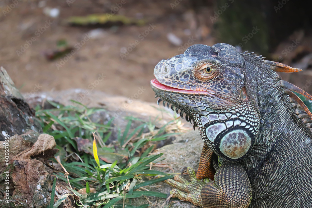 Fototapeta premium Large Giant Scaly Beautiful Cute Coldblooded Colorful Lizard Reptile Central American Green Iguana With Open Eyes