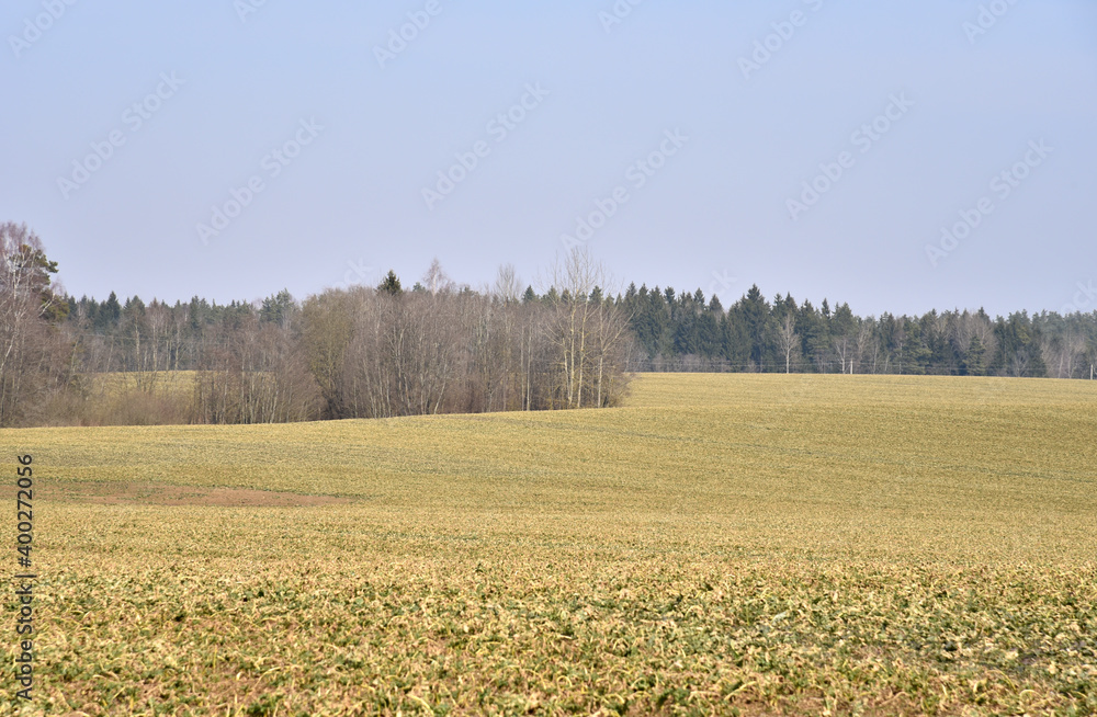 View of an agricultural field with cabbage growing in the autumn View of an agricultural field with cabbage growing in the autumn