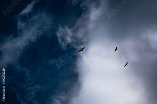 birds in the sky © cosnete