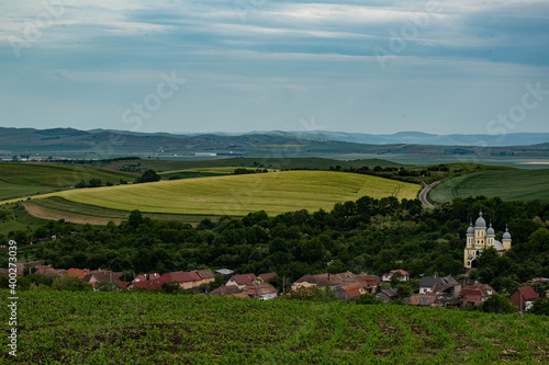 landscape with sheep