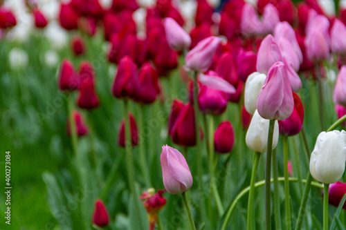 Multicolored spring tulips grow on a flower bed