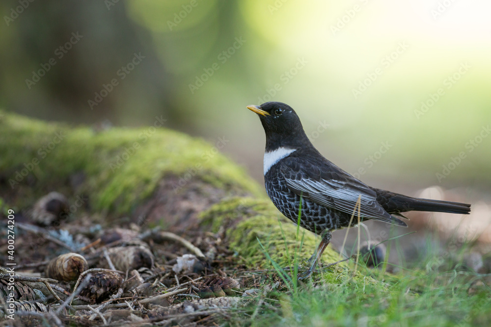 Ring Ouzel - Ringdrossel - Turdus torquatus ssp. alpestris, Germany )Baden-Württemberg), adult male Ring Ouzel - Ringdrossel - Turdus torquatus ssp. alpestris, Germany )Baden-Württemberg), adult male