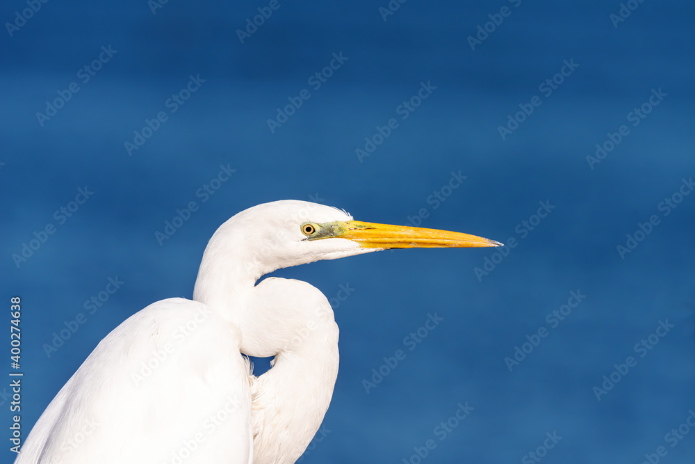 White Heron (Egret) on a pond in an early autumn morning near Zikhron Ya'akov, Israel. White Heron (Egret) on a pond in an early autumn morning near Zikhron Ya'akov, Israel.