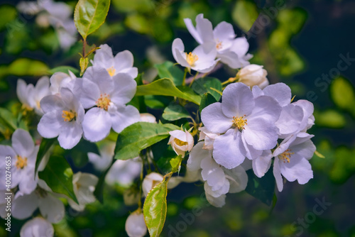 A branch of a wild apple tree with white flowers on a blurred background close-up.