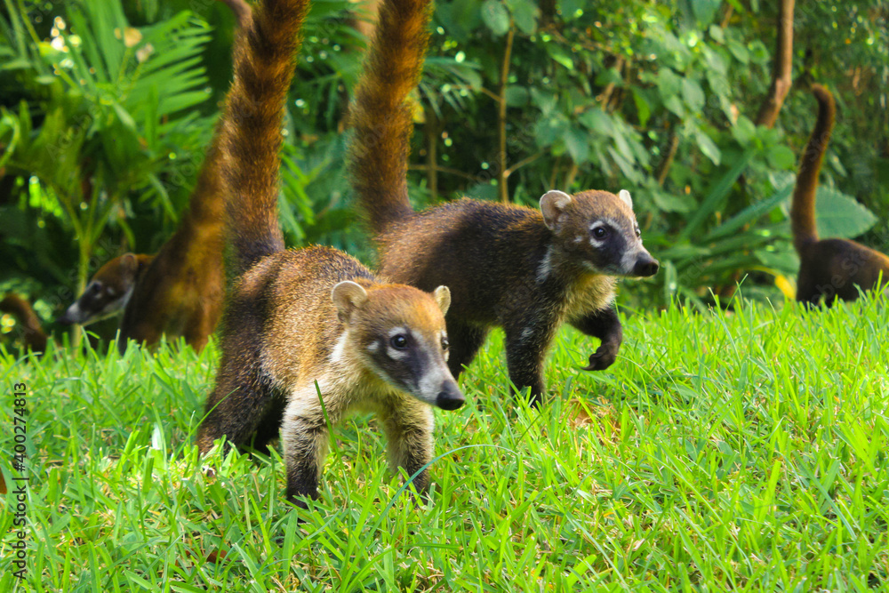 Fototapeta premium Pair of coaties in the middle of the forest in search of food