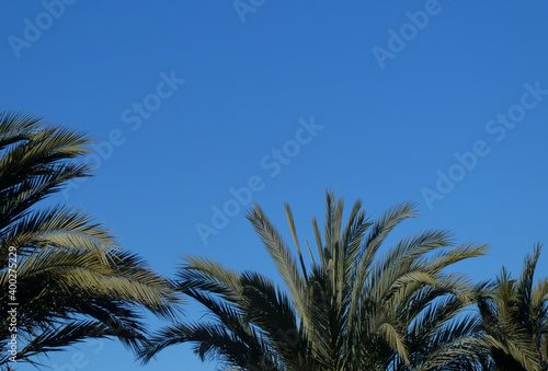 panorama of palm leaves with clear blue sky