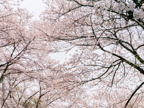 Wallpaper Mural The cherry blossoms planted next to the workplace are in full bloom.
 Torontodigital.ca