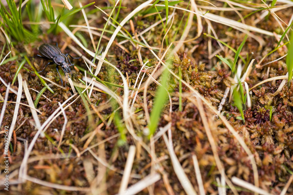 Macro image of an insect in Germany Macro image of an insect in Germany