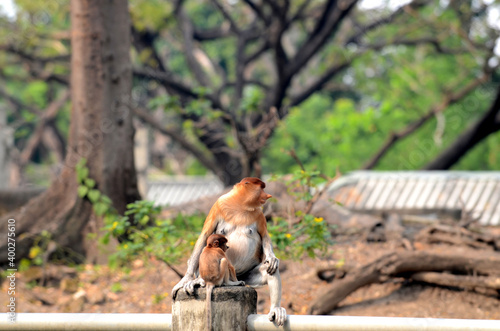 The proboscis monkey family is sitting on a fence at the Surabaya Zoo. Proboscis monkey (Nasalis larvatus) or long nosed monkey known as proboscis monkey in Indonesia photo