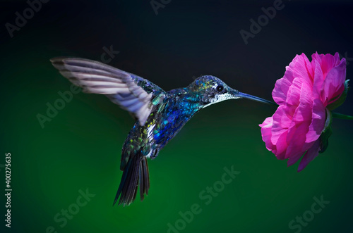 Canvas-taulu (heliomaster furcifer) Colorful hummingbird
