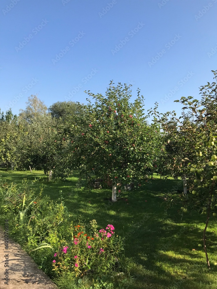 Obraz premium garden in spring