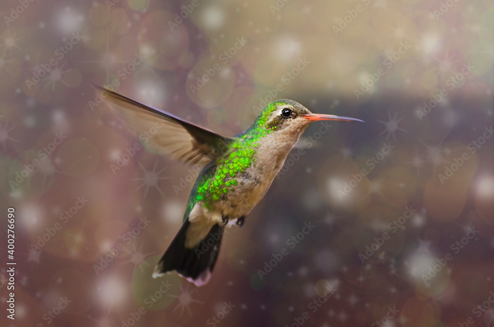 Fototapeta premium Colibrí esmeralda volando