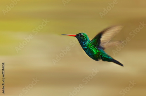 Colibrí esmeralda volando