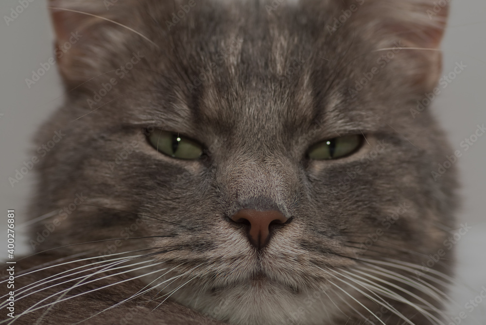 homemade fluffy grey cat close up homemade fluffy grey cat close up
