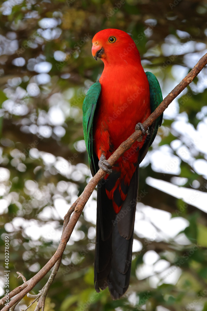 Male King Parrot Male King Parrot