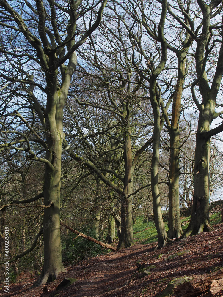 tall old beech trees in woodland on a spring morning with sunlight on the branches and blue sky