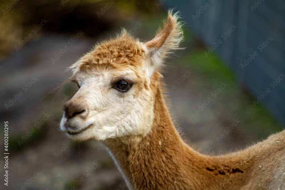 close up of a alpaca with one ear up in the air