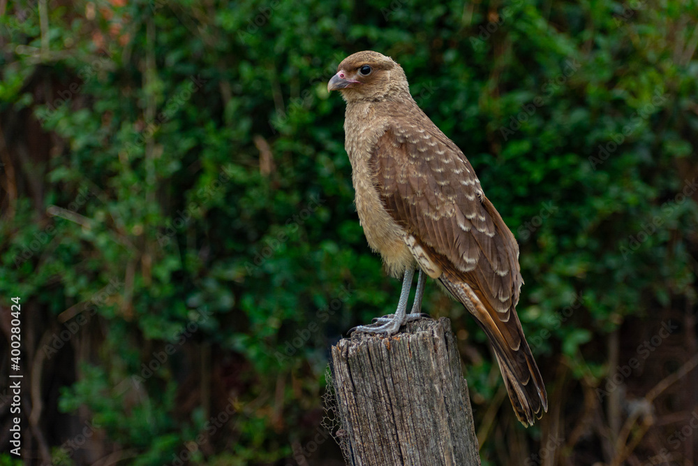 El chimango (milvago chimango), también llamado tiuque, chiuque, triuque, triwkü o caracara chimango El chimango (milvago chimango), también llamado tiuque, chiuque, triuque, triwkü o caracara chimango