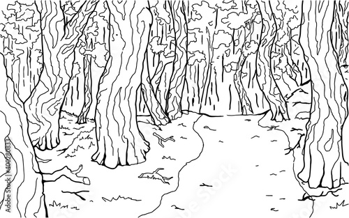 Dense Forest Footpath Background Line Drawing