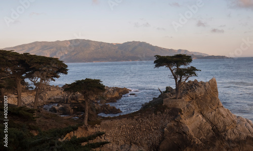 Cypress Trees Growing out of Rocks on Central Coast of California in Big Sur