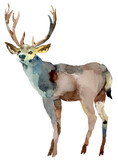 Wild Deer. National park animals. Hand drawn watercolor illustration. Isolate on white