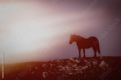 Wildes Pferd im Gebirge © stockpics
