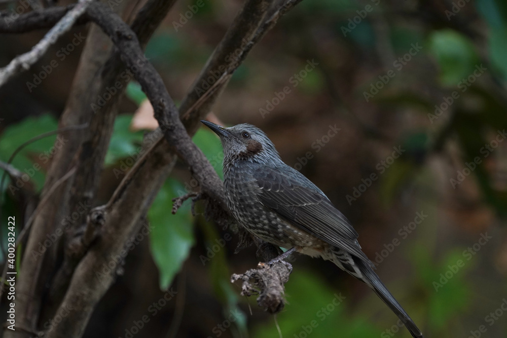bulbul on the branch bulbul on the branch