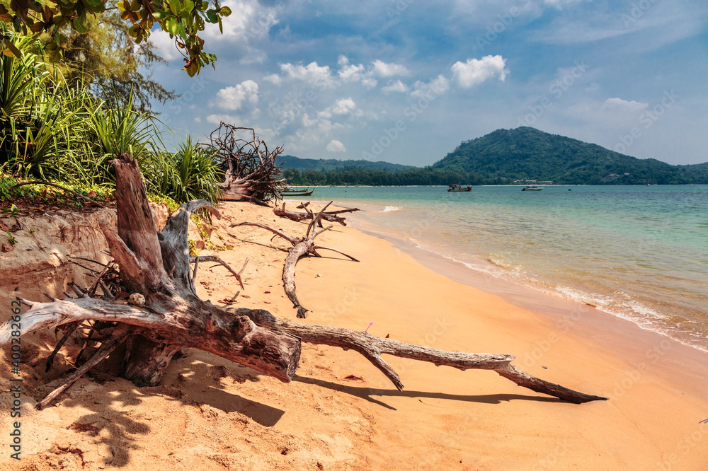 Dead tree trunk on beach