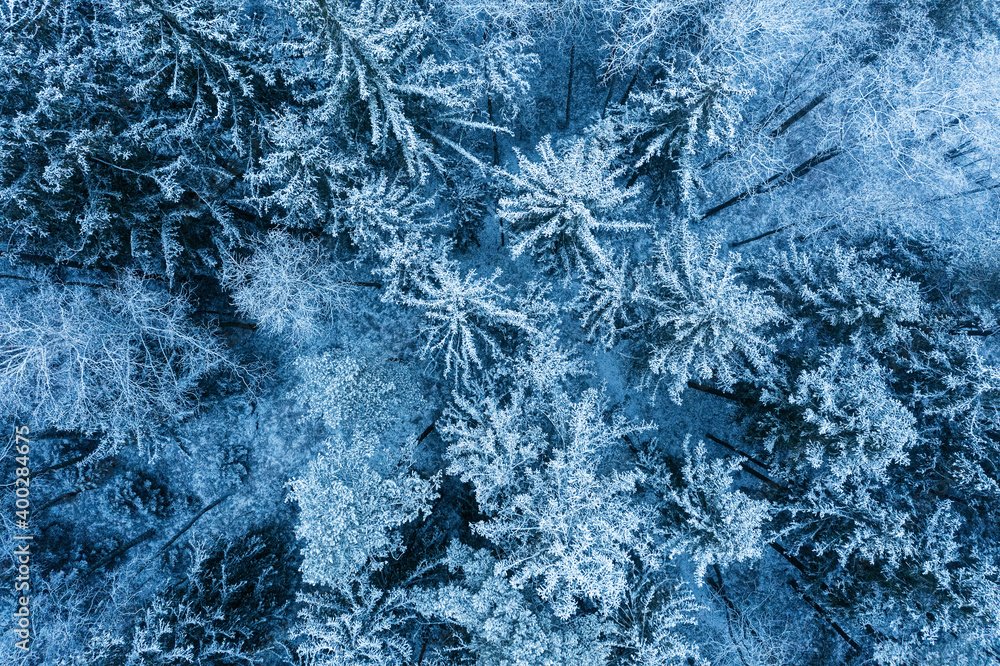 Aerial view of snow covered forest Aerial view of snow covered forest