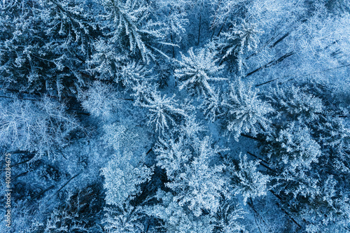 Aerial view of snow covered forest © smiltena