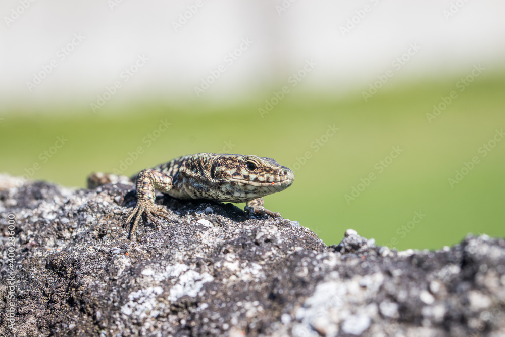 Eidechse auf einer Mauer mit Gras im Hintergrund Eidechse auf einer Mauer mit Gras im Hintergrund