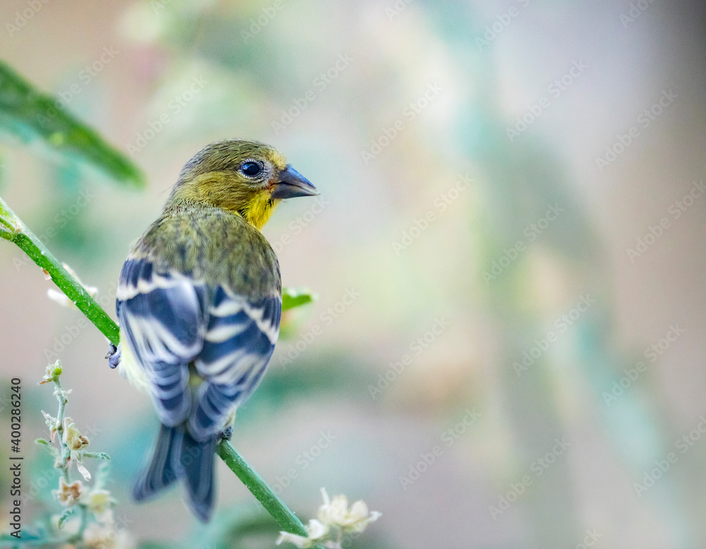 Bird Background for screen or print Bird Background for screen or print