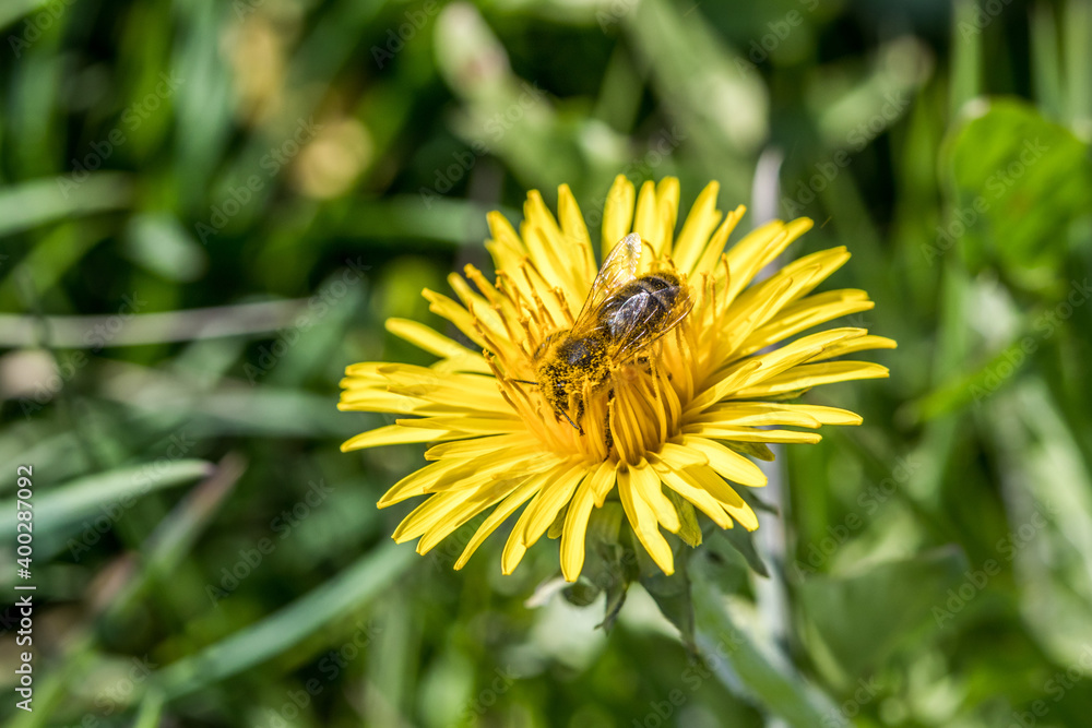 Löwenzahn mit Biene auf der Blume Löwenzahn mit Biene auf der Blume