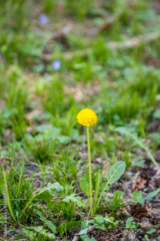Löwenzahn auf einem Grasfeld Löwenzahn auf einem Grasfeld