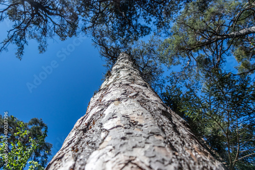 Baum von unten fotografiert mit blauem Himmel