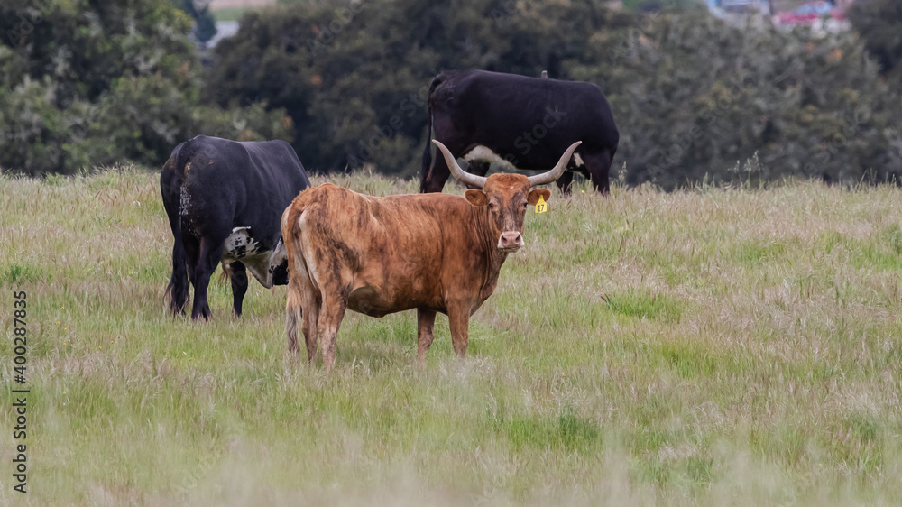 Herd of Cattle Grazing Regeneratively on Green Grass, Planned Grazing, Cell Grazing Herd of Cattle Grazing Regeneratively on Green Grass, Planned Grazing, Cell Grazing