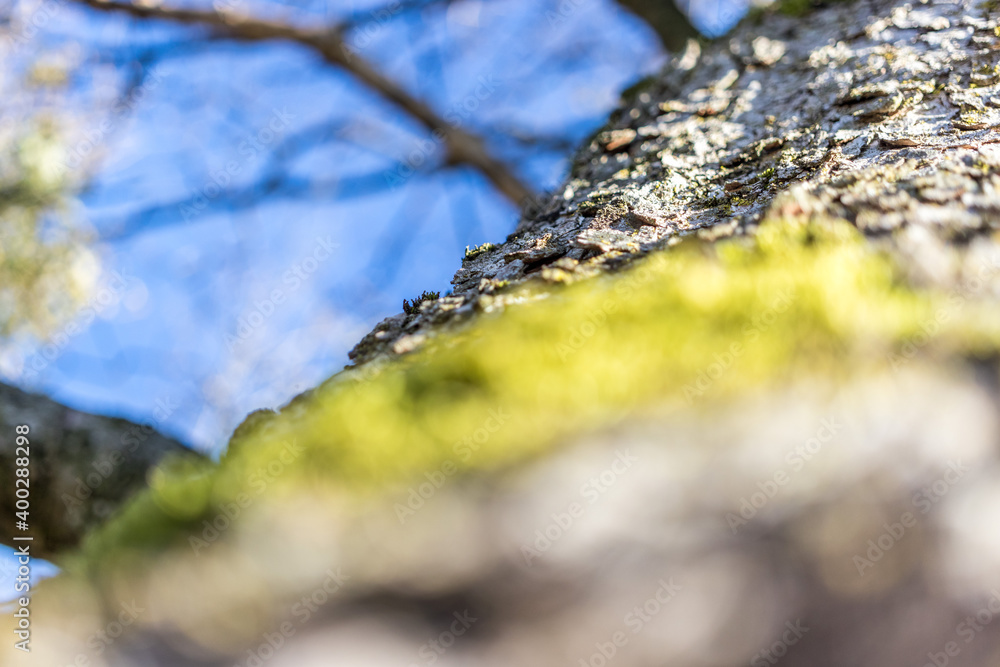 Baum von unten fotografiert mit blauem Himmel Baum von unten fotografiert mit blauem Himmel