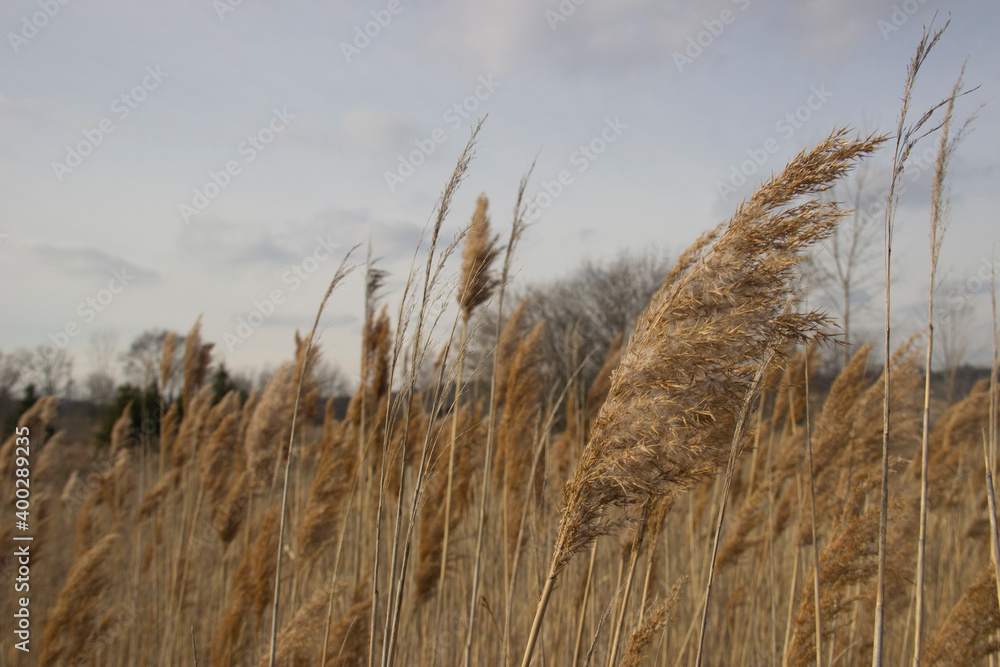 Fototapeta premium Reed
