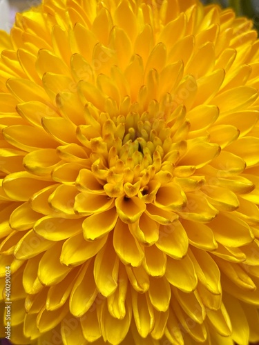 yellow chrysanthemum flower