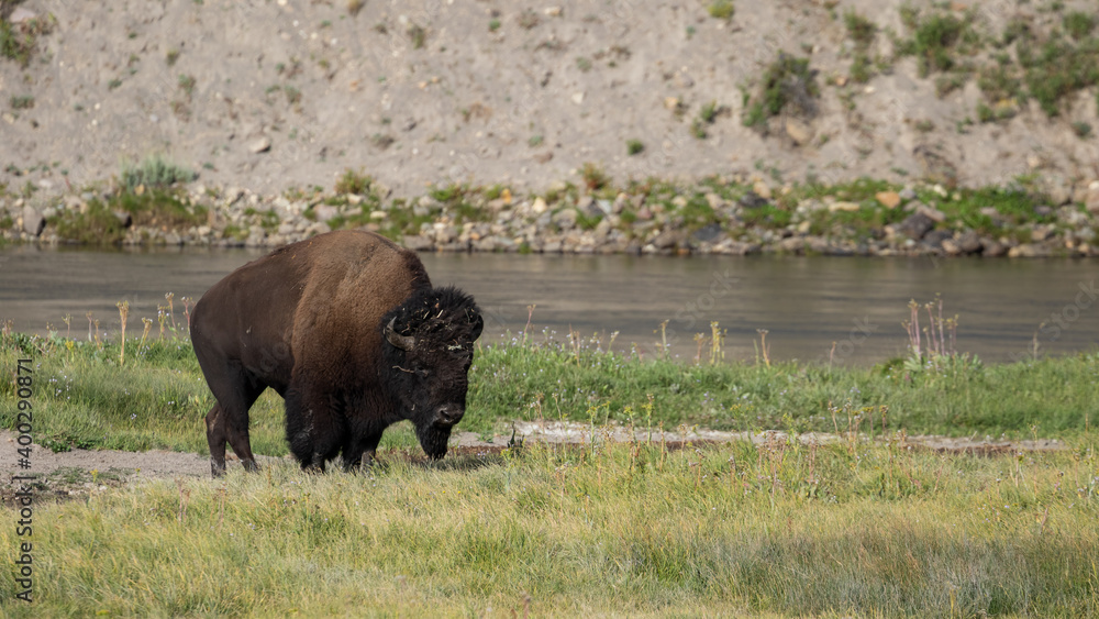 Bison Along Yellowstone River, Wyoming Bison Along Yellowstone River, Wyoming