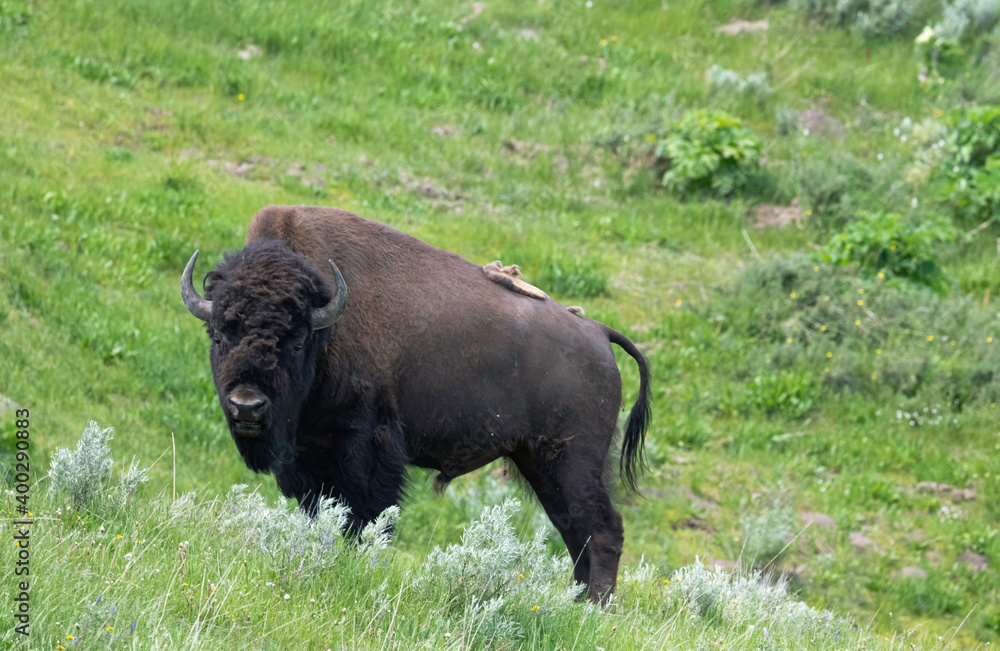 Buffalo on a Hill in Yellowstone NP, Green Grass Spring Season, Yellowstone Wildlife