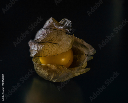 Phisalis on the black background  photo