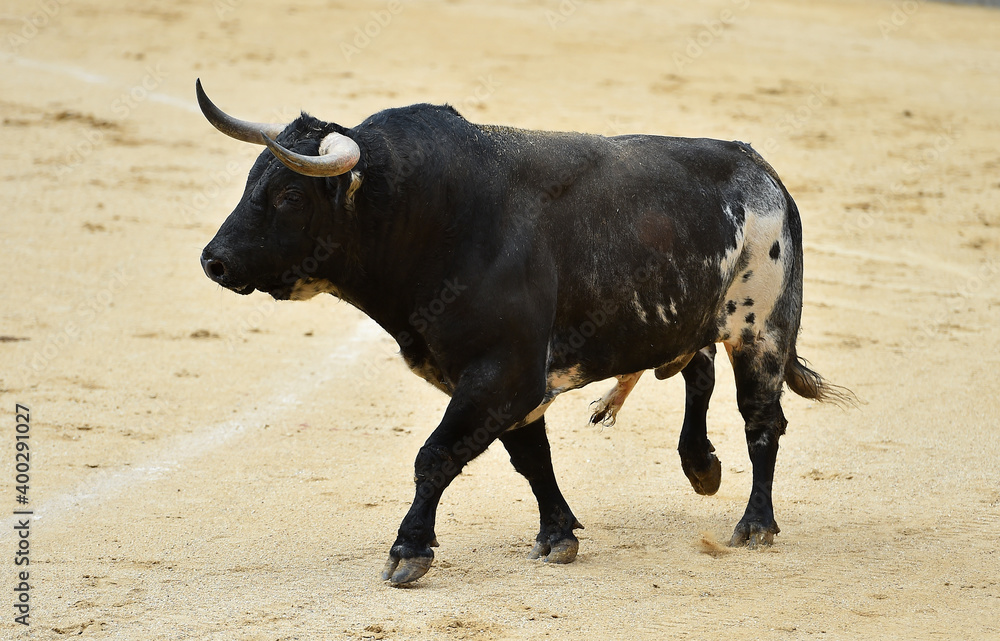 spanish fighting bull with big horns on spanish bullring spanish fighting bull with big horns on spanish bullring