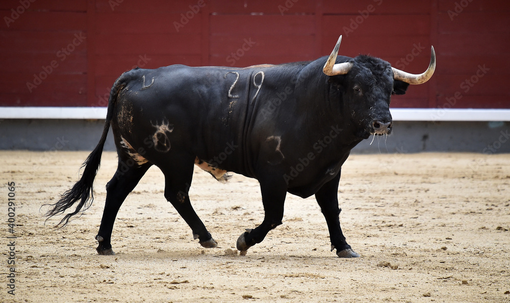 spanish bull with big horns on spanish bullring spanish bull with big horns on spanish bullring