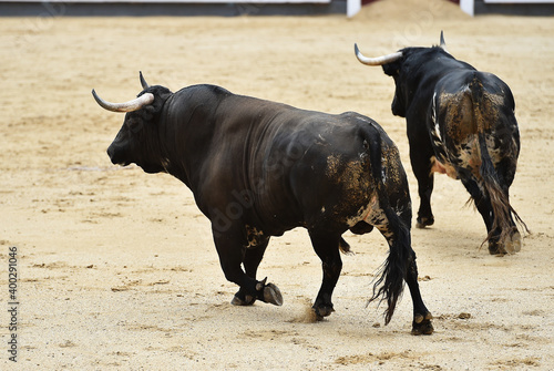 spanish bull with big horns on the spanish spectacle of bullfight