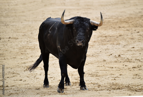 spanish bull with big horns on the spanish spectacle of bullfight