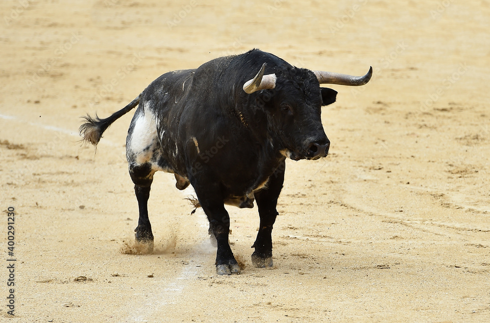 toro bravo español en una plaza de toros durante un espectaculo de toreo toro bravo español en una plaza de toros durante un espectaculo de toreo