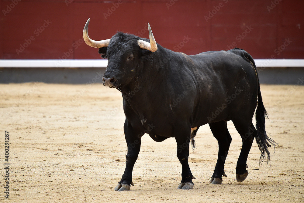 toro bravo español en una plaza de toros durante un espectaculo de toreo toro bravo español en una plaza de toros durante un espectaculo de toreo